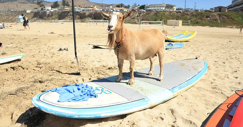 Même si t’as passé l’été à Biarritz, cette biquette est plus forte que toi en surf