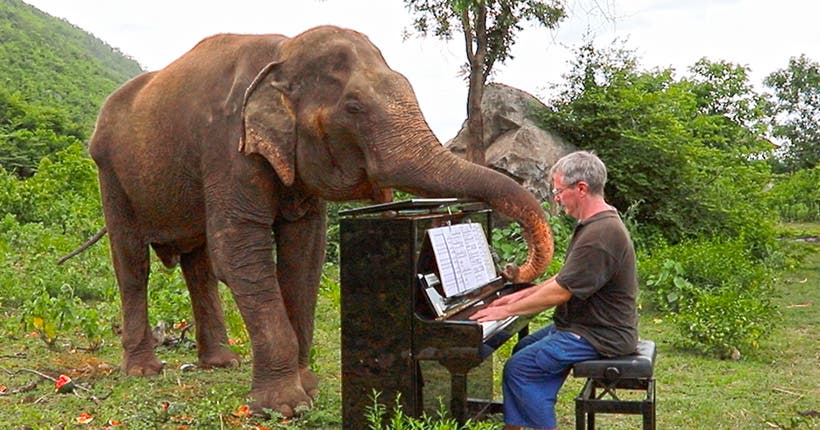 Ce pianiste joue uniquement pour des éléphants malades dans la jungle thaïlandaise et on adore ça