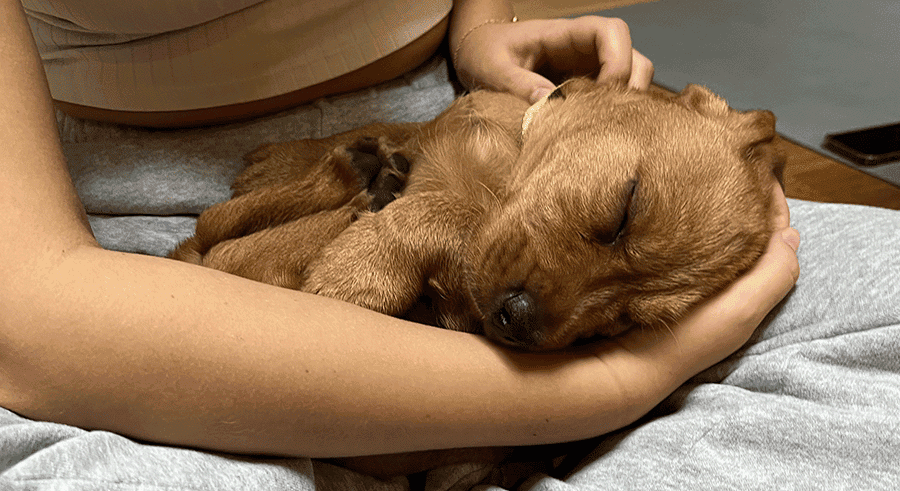 On a testé le “puppy yoga” et c’est l’activité la plus mimi du monde