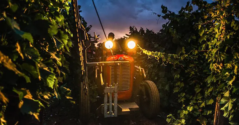 Neige carbonique et travail nocturne : les drôles de vendanges d’un Bordelais sous coup de chaud