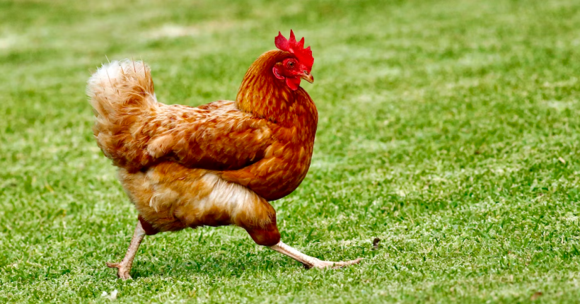 Quand un orchestre donne un concert spécial pour… des poulets