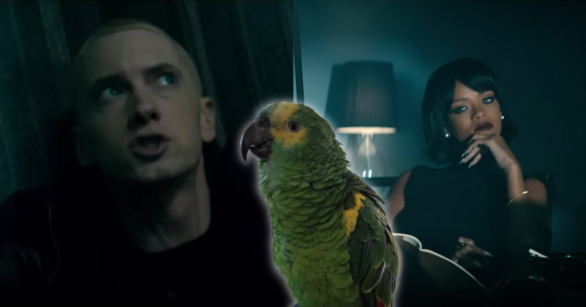 Oui, ce perroquet qui chante “The Monster” d’Eminem et Rihanna le fait mieux que vous