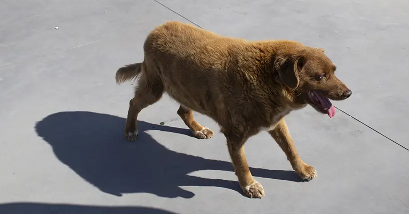 Woof woof triste : Bobi, le chien le plus vieux du monde, est mort