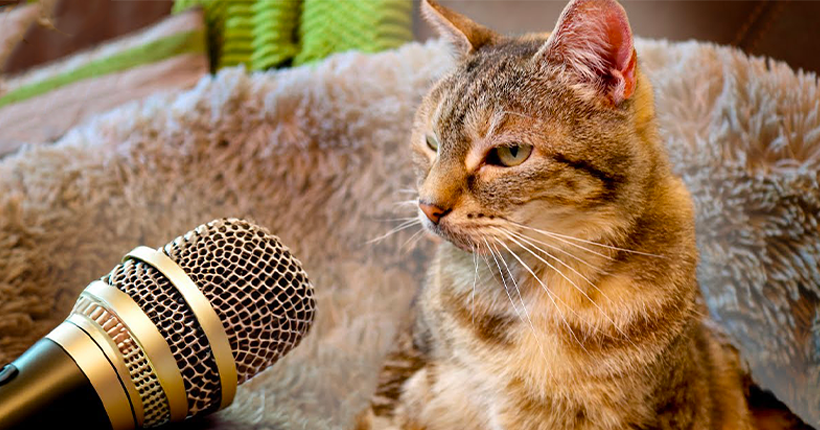 Nouveau record : cette chatte est la plus bruyante du monde (et la vidéo est impressionnante)