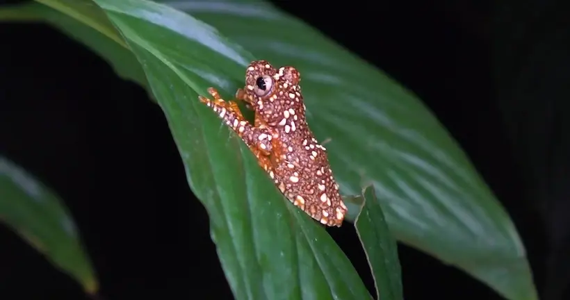 Mais c’est quoi cette grenouille capable de se transformer en… crotte ?!