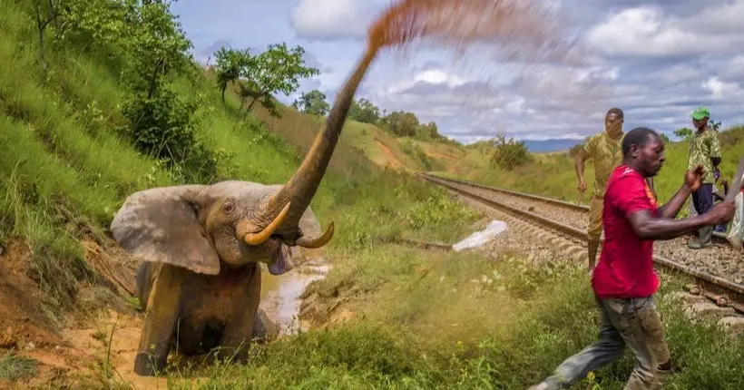 Quelle est l’histoire derrière cette photo d’un éléphant en souffrance ?