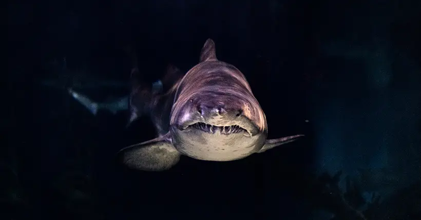 Vous préférez mourir électrocuté ou mangé par un requin ? Donald Trump a la réponse