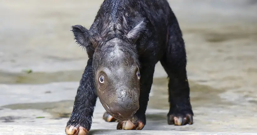 Trop mims : un bébé rhino de Sumatra vient de naître