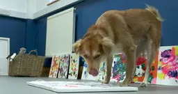 Dans leur atelier, ces chiens abandonnés se transforment en artistes peintres (très mignons)