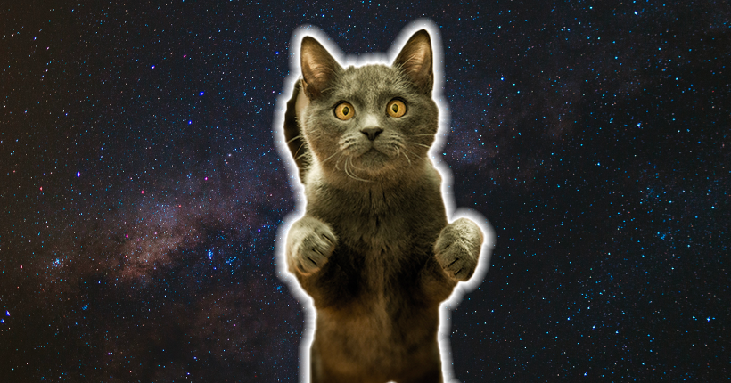 Miawahouuu, la Nasa a envoyé sa première vidéo de chat très loin dans l’espace