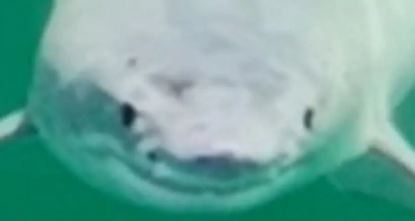 Un bébé grand requin blanc aurait été photographié “pour la première fois” en Californie