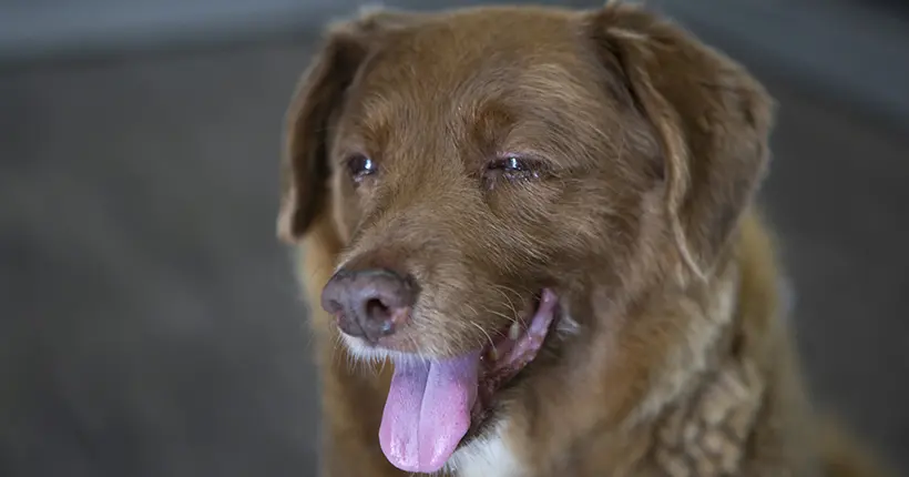 Bobi, le “plus vieux chien du monde”, a peut-être menti sur son âge