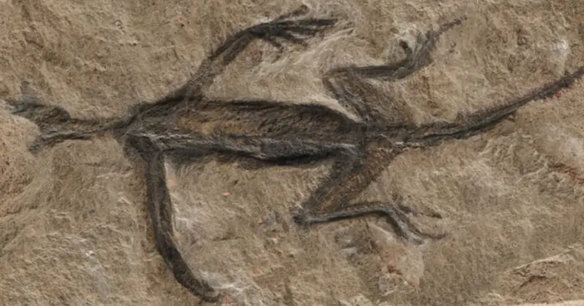 Un fossile vieux de 280 millions d’années ? Perdu, c’était une tache de peinture