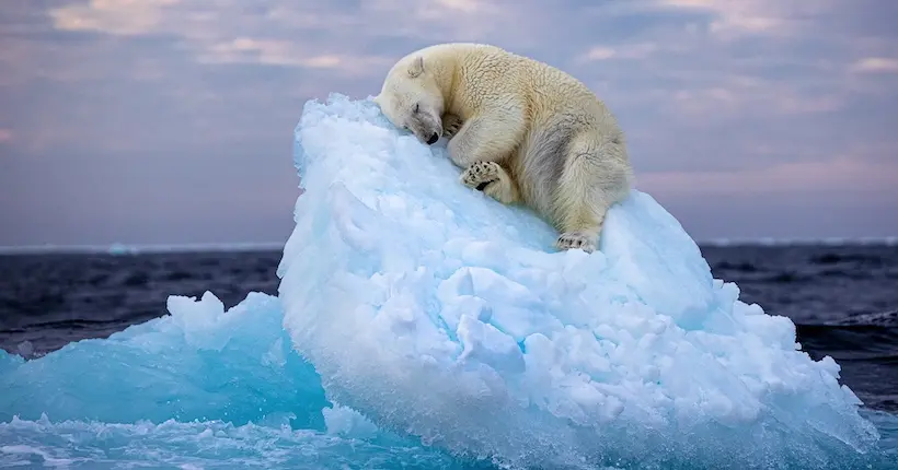 Quelle est l’histoire derrière cette photo d’un ours polaire à la dérive sur son bout de banquise ?