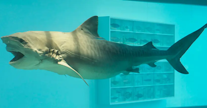 Requin dans du formol et trésors échoués, Damien Hirst expose ses folles installations