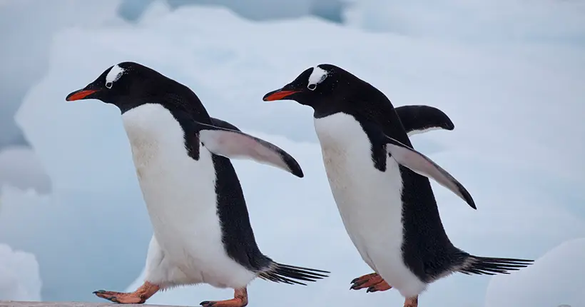 Vous pouvez tout plaquer pour aller compter les manchots en Antarctique