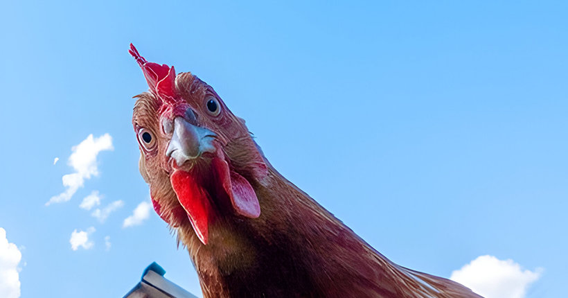 Une centaine de poules sauvages sèment la pagaille dans un village en Angleterre