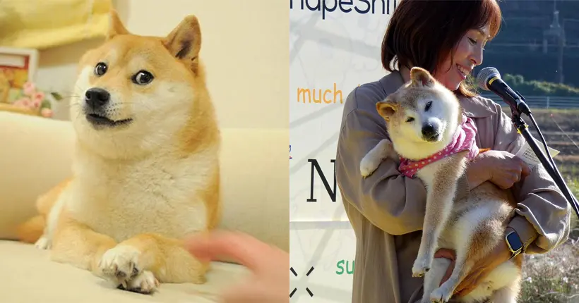 Kabosu, la shiba inu du mème “Doge”, est décédée à l’âge de 18 ans