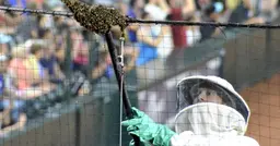 Bzz bzz : un essaim d’abeilles perturbe un match de baseball aux États-Unis, un apiculteur sauve la rencontre