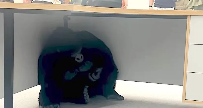 Un gorille sous un bureau rend folle la foire Art Basel : mais que dénonce cette œuvre ?
