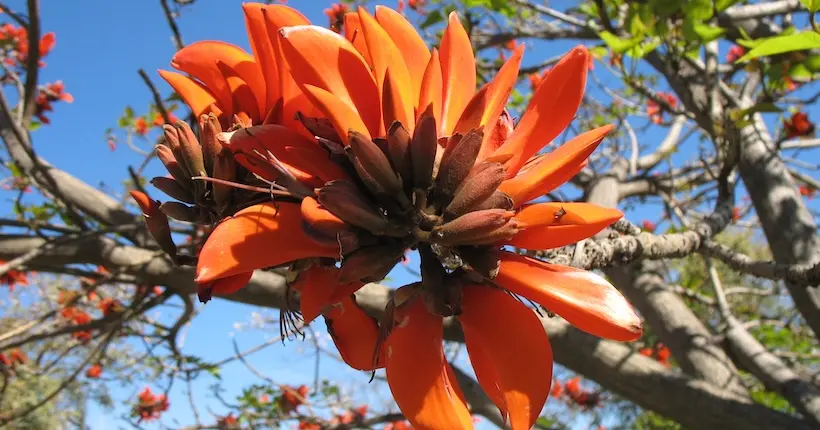 Des botanistes ont décidé de rebaptiser une centaine de plantes dont le nom scientifique a une connotation raciste