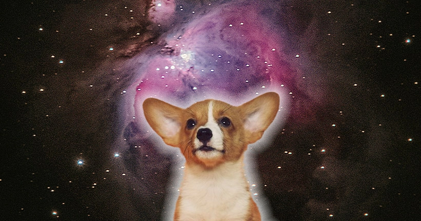 Oui, des photos de chiens et de chats envoyés dans l’espace vont faire avancer la science