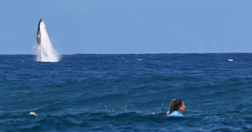 Quand une baleine s’invite sur les épreuves de surf des JO 2024