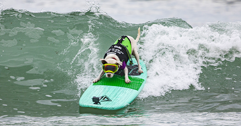 Pendant ce temps, des chiens prennent les vagues aux championnats du monde de surf canin en Californie