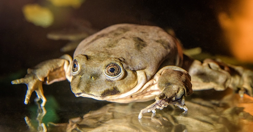 Le “Viagra des Incas”, le trafic des grenouilles aphrodisiaques au Pérou