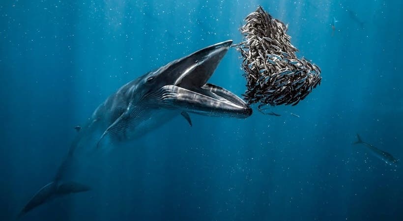 <p>© Rafael Fernández Caballero/Ocean Photographer of the Year 2024</p>
