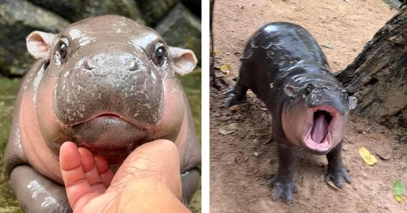 Pourquoi l’histoire de Moo Deng, le bébé hippopotame préféré d’Internet, n’est pas si belle que cela ?