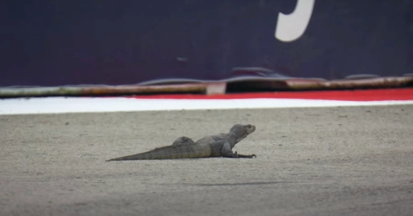 F1 : les séances d’essais libres du Grand Prix de Singapour interrompues brièvement à cause… d’un lézard un peu trop curieux sur la piste