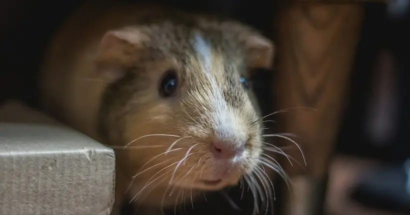 Entre la Norvège et l’Espagne, un avion obligé d’atterrir d’urgence à cause… d’une souris