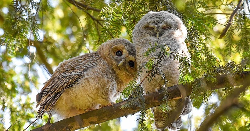 <p>© Sasha Jumanca/Wildlife Photographer of the Year 2024</p>
