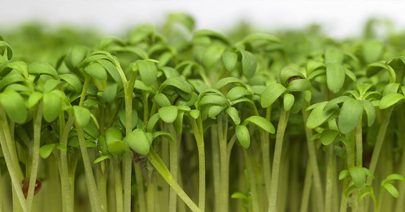 Quel est donc (vraiment) le meilleur légume pour la santé ?