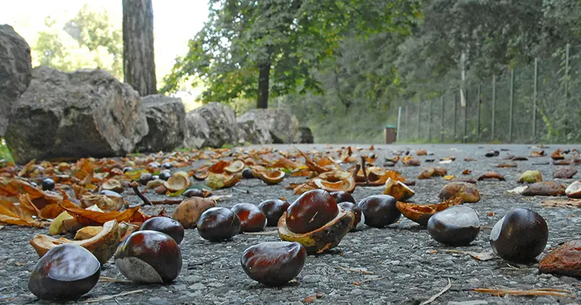 Tremblement de terre au championnat du monde de cassage de marrons : le vainqueur soupçonné de mégatriche