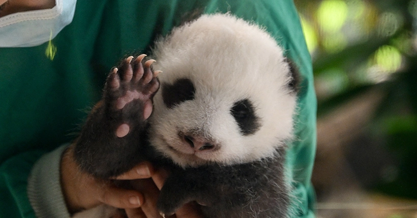 Trop cute : les nouveaux petits pandas du zoo de Berlin