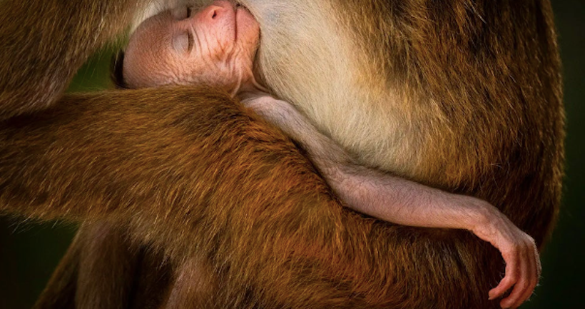 Un bébé singe qui dort, une fourmi qui tabasse un scarabée : les photos gagnantes du Wildlife Photographer of the Year 2024 sont là