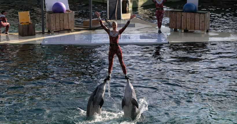 Fermeture de Marineland : que vont devenir les 4 000 animaux ?