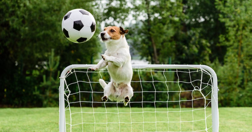 Avec son &amp;#8220;match de wouf&amp;#8221;, l&amp;#8217;OL f&eacute;minin ouvre ses tribunes aux chiens