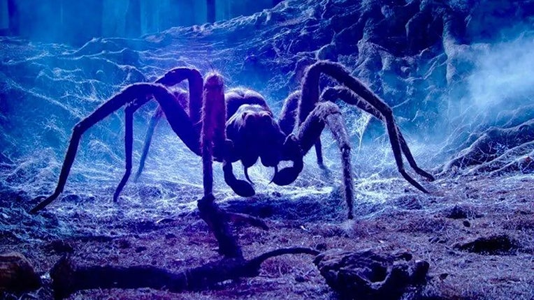 Va falloir un tr&egrave;s gros aspirateur : des scientifiques d&eacute;couvrent une toile d&amp;#8217;araign&eacute;e de 100 m2