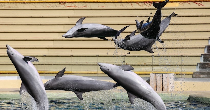Finalement, le zoo de Beauval n&amp;#8217;accueillera pas les dauphins du Marineland d&amp;#8217;Antibes