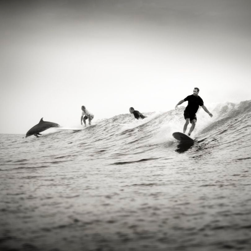 Dolphin Surf (South Padre Island 2012) - Crédit Image Kenny Braun (University of Texas - 2014)