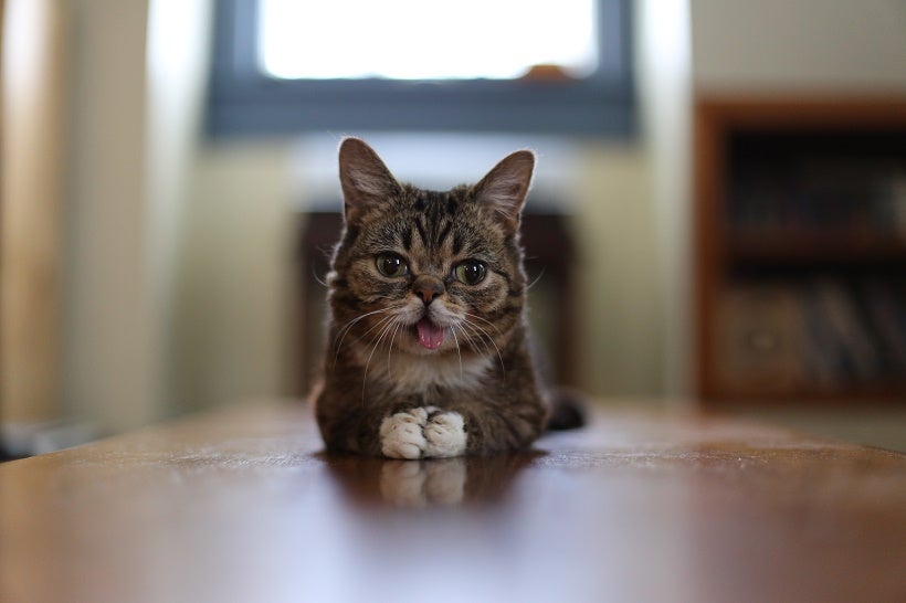 La Catcon Ouvre Ses Portes A Los Angeles