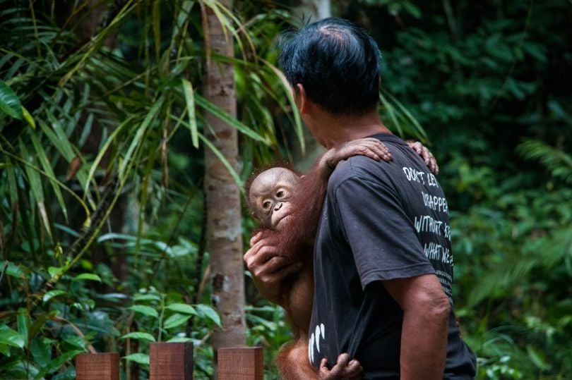 Bébé orang-outan du programme de réinserstion au centre de réhabilitation de Matang dans l'Etat malaisien du Sarawak à Bornéo (© Loïc Vendrame)