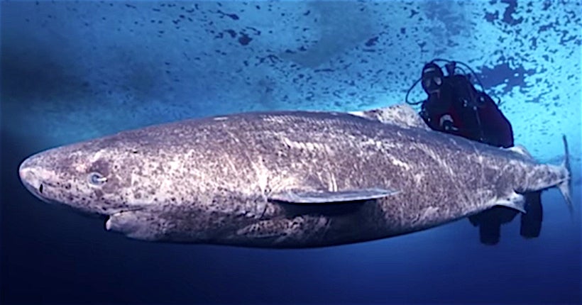 Le requin du Groenland peut vivre 400 ans