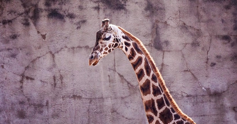 Les girafes sont, elles aussi, menacées d'extinction