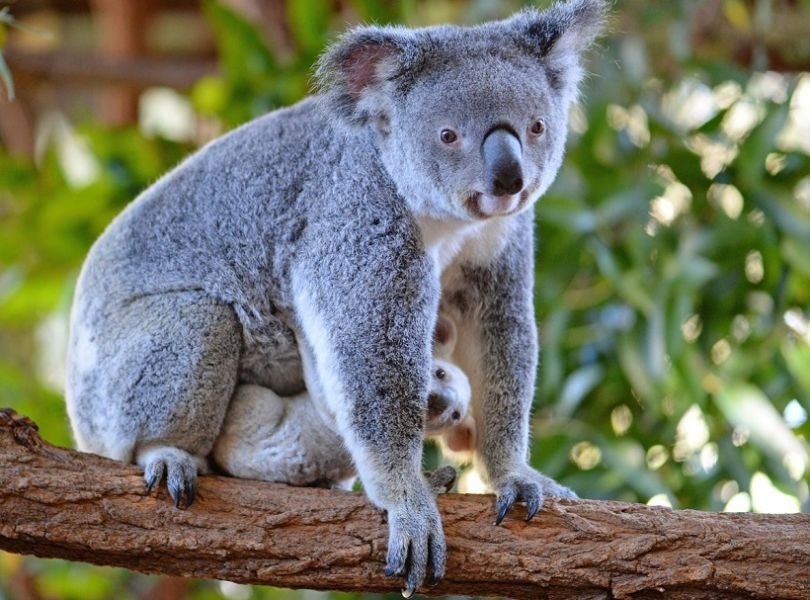 Naissance Rare D Un Petit Koala Blanc En Australie Et Vous Pouvez Meme Lui Donner Un Nom Konbini