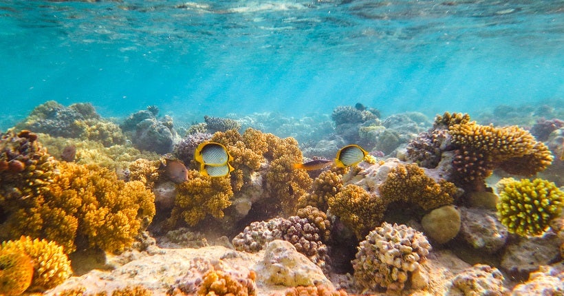 Le Kenya réussit une transplantation de coraux dans ses récifs détruits