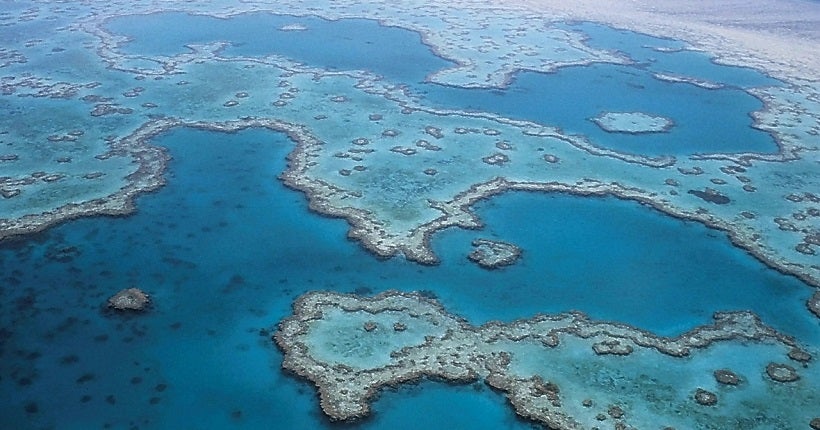 L’Australie crée une banque du sperme des coraux pour sauver ses récifs